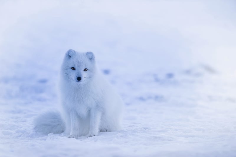 Svalbard