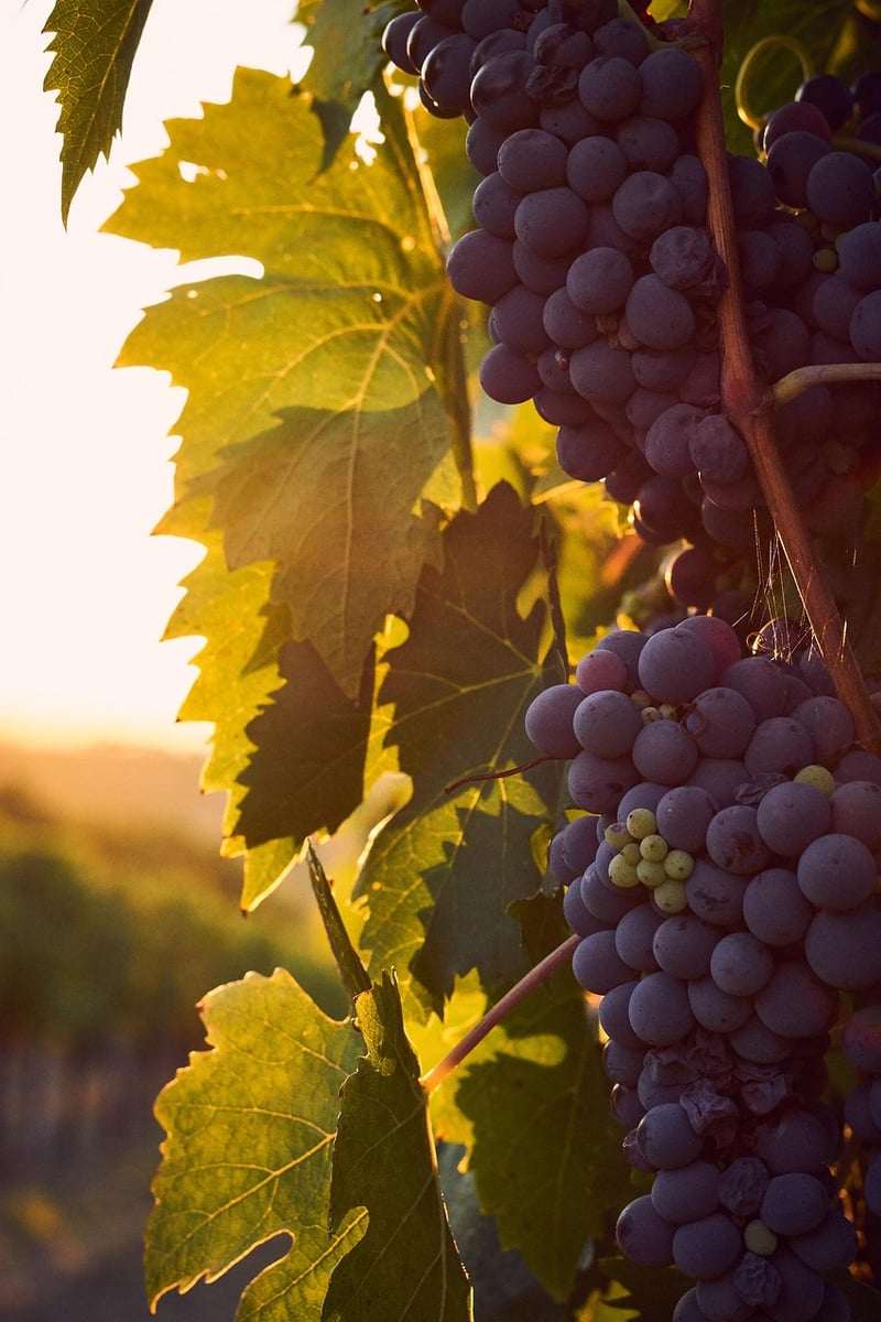 Tuscany Wine Tasting